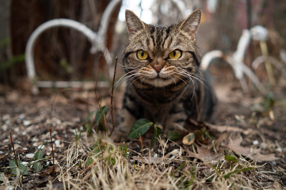 Cat among fallen leafs and former greenery. | ian.photos